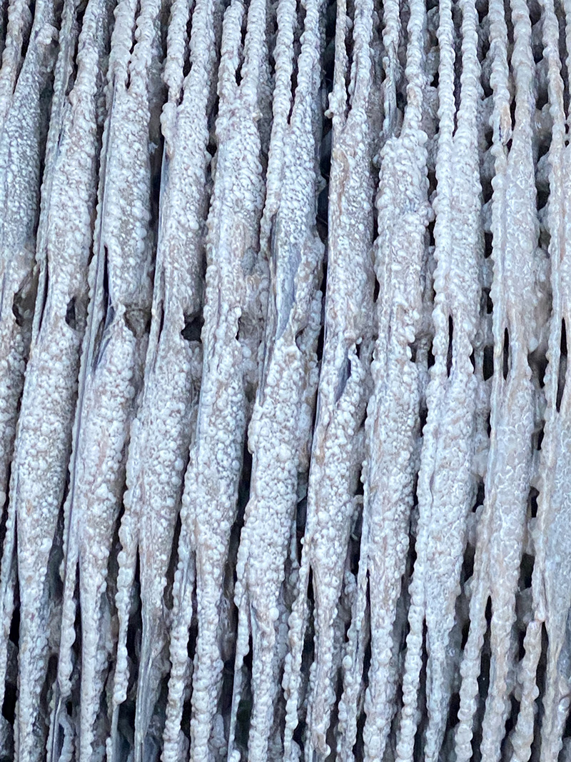 A photo of the media wheel of a treatment plant covered in fat.