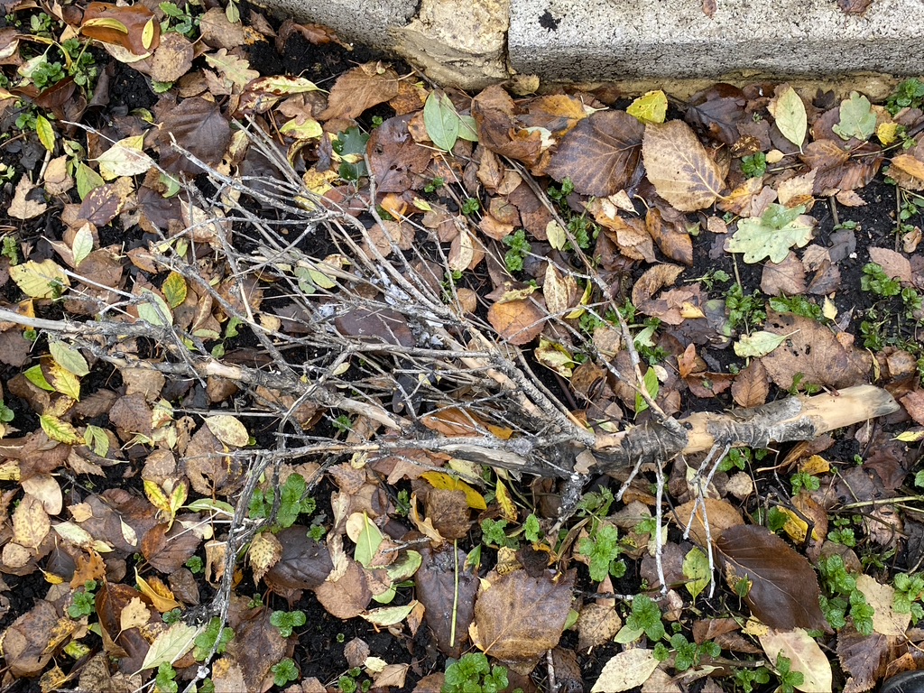 A cut off of a bush that had been thrown into the holding tank of the treatment plant.