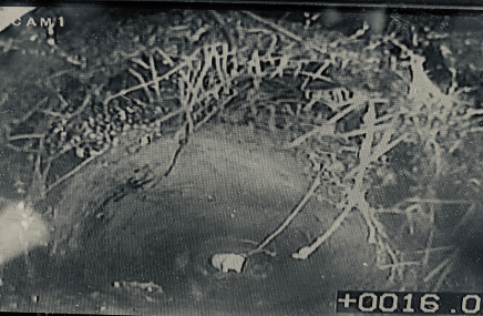 An image of roots in the drain showing up on the CCTV