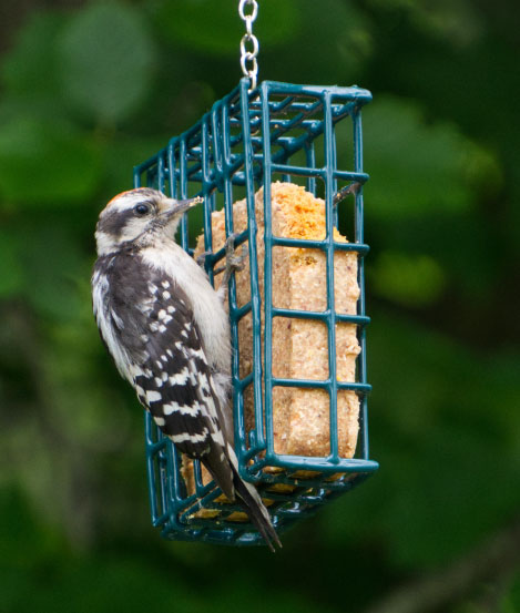 This is a photo of a bird feeding off a fat block.