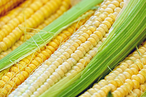A photo of corn husks
