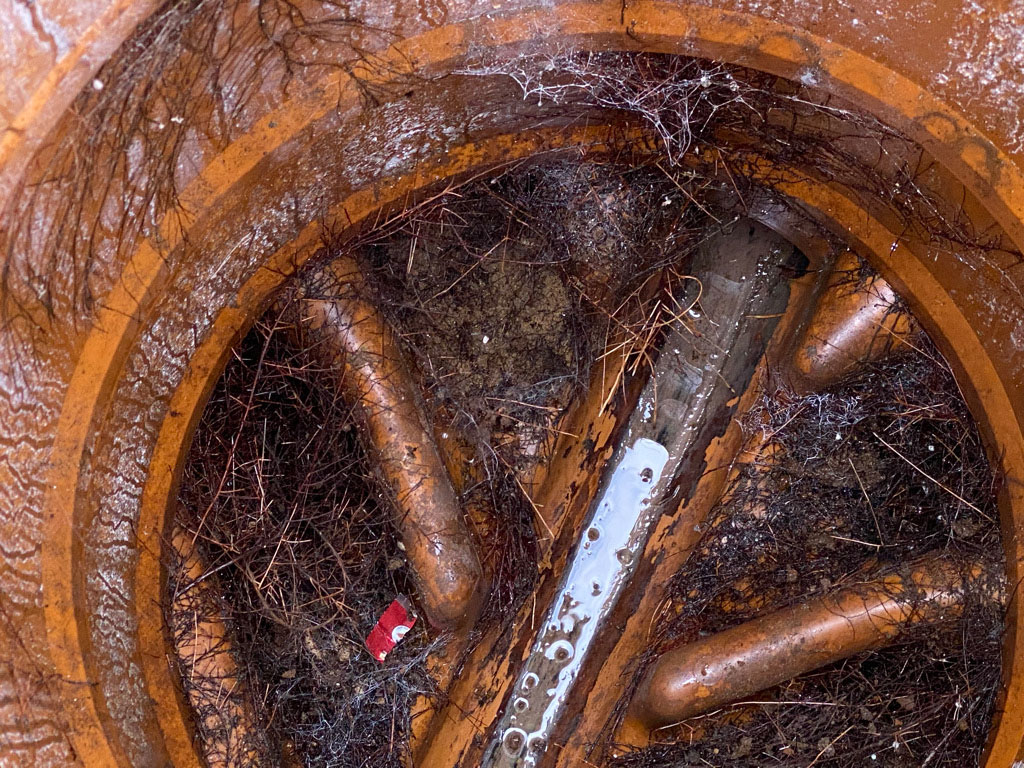 Fibrous tree roots growing through the walls of the drain causing blocked drains.