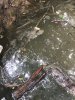 Surface water pollution in a stream