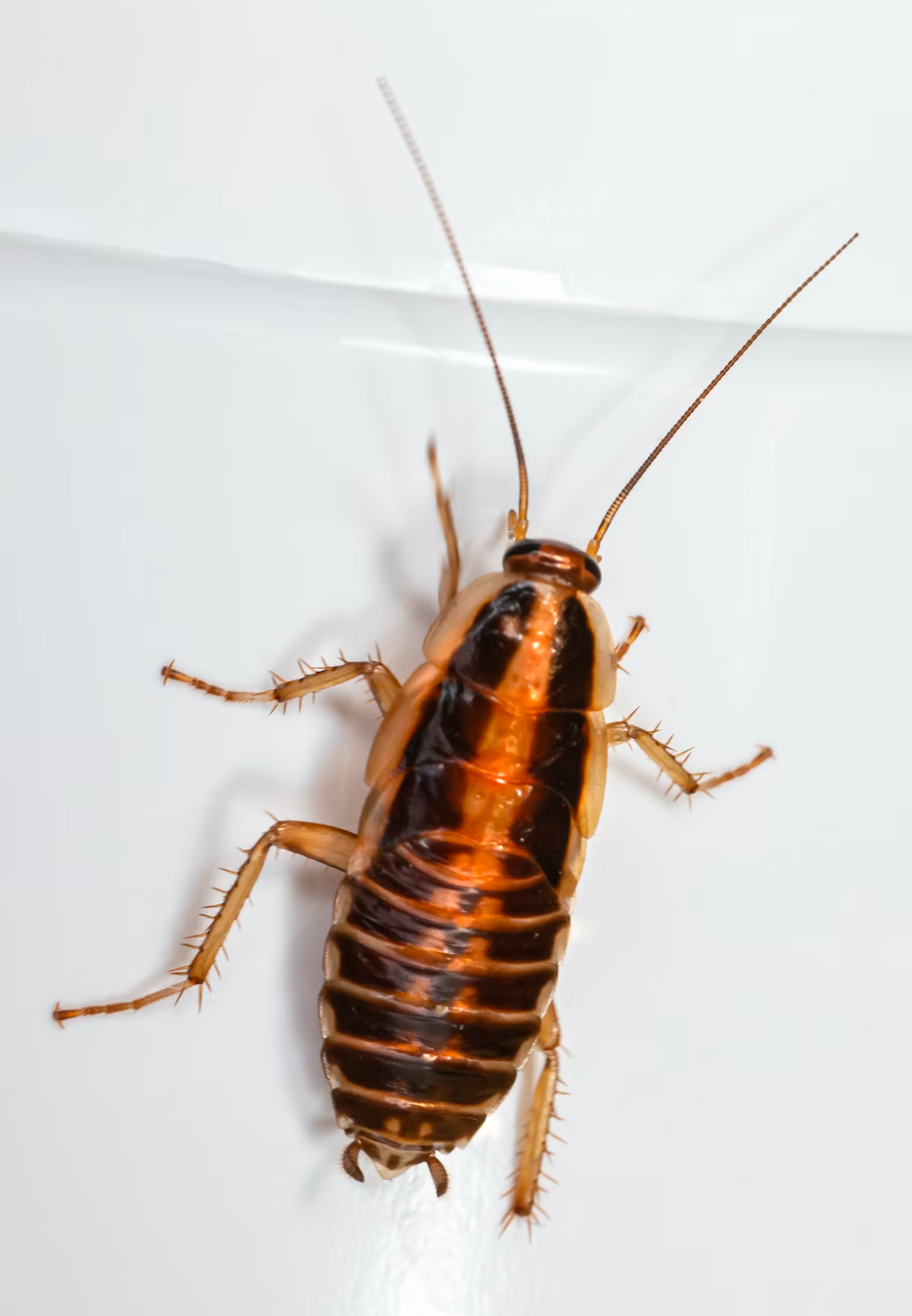 don't let cockroaches be the major problem your blocked drain leads to!
