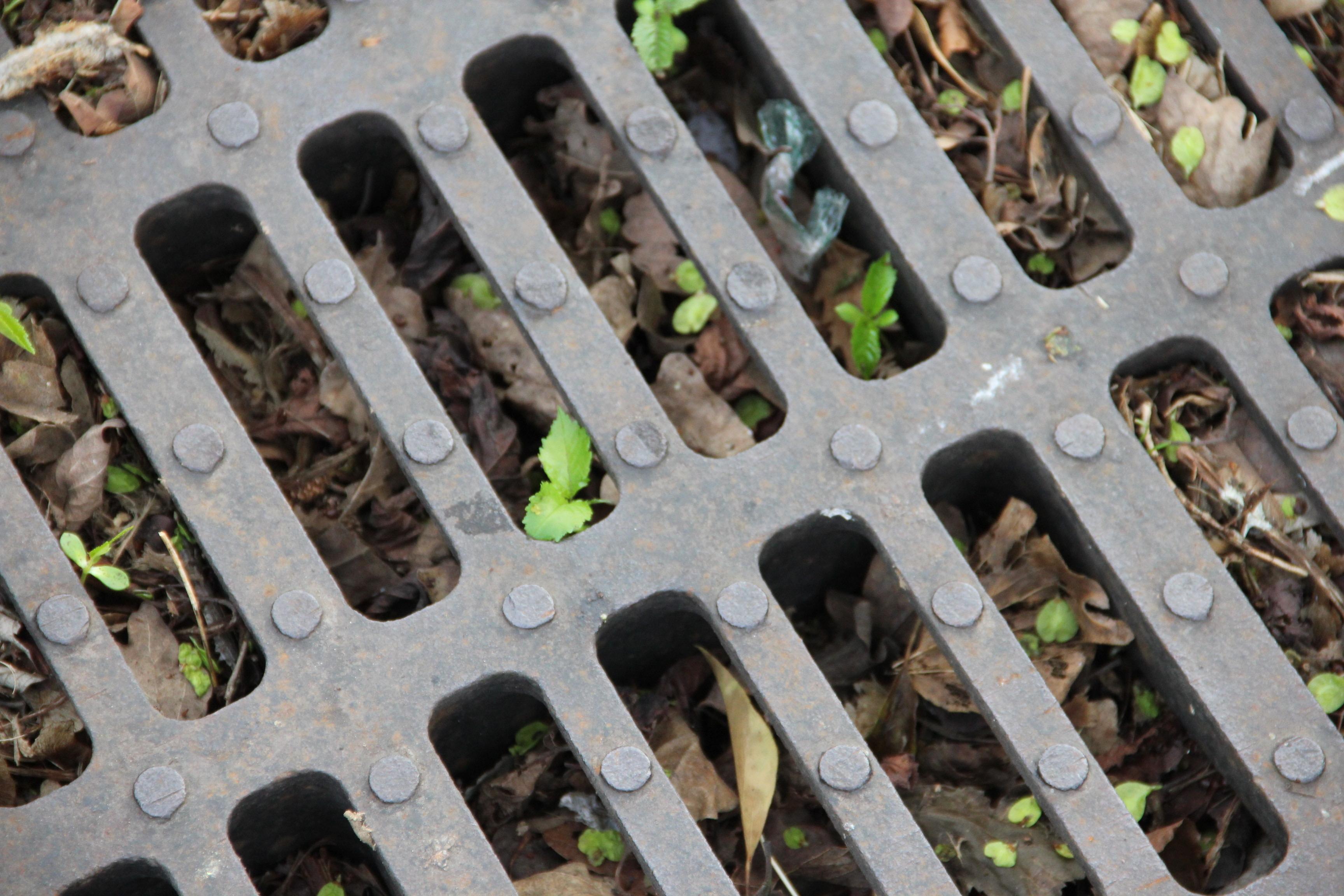 This is a photo of a public road gully drain blocked with Autumn debris and leaves.