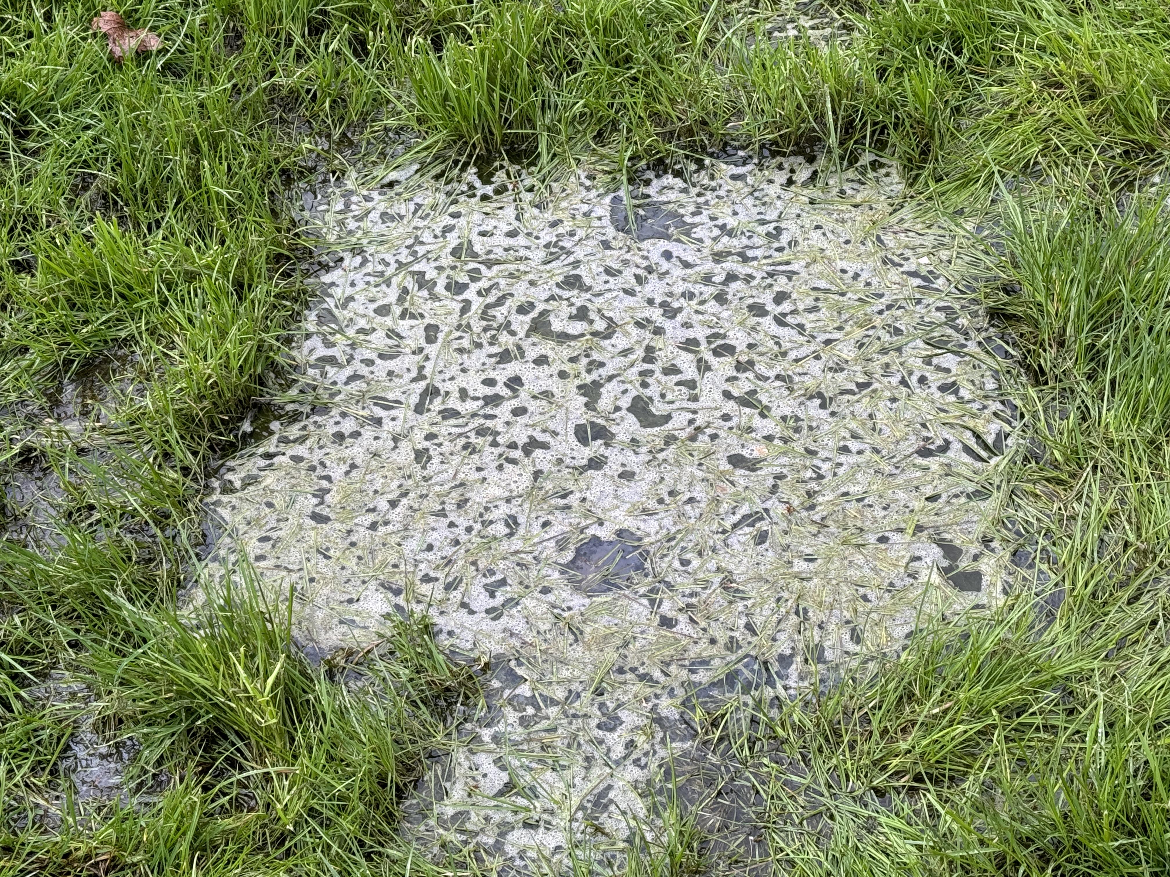 bacterial contamination of lawn