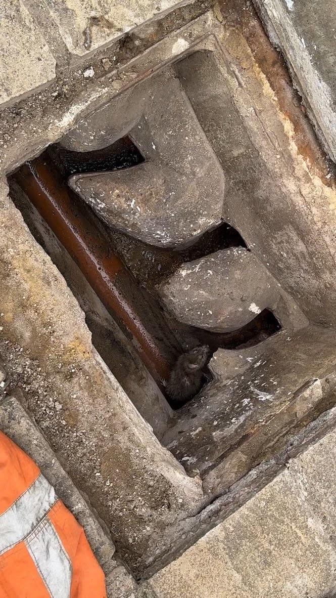 drain gully blockage