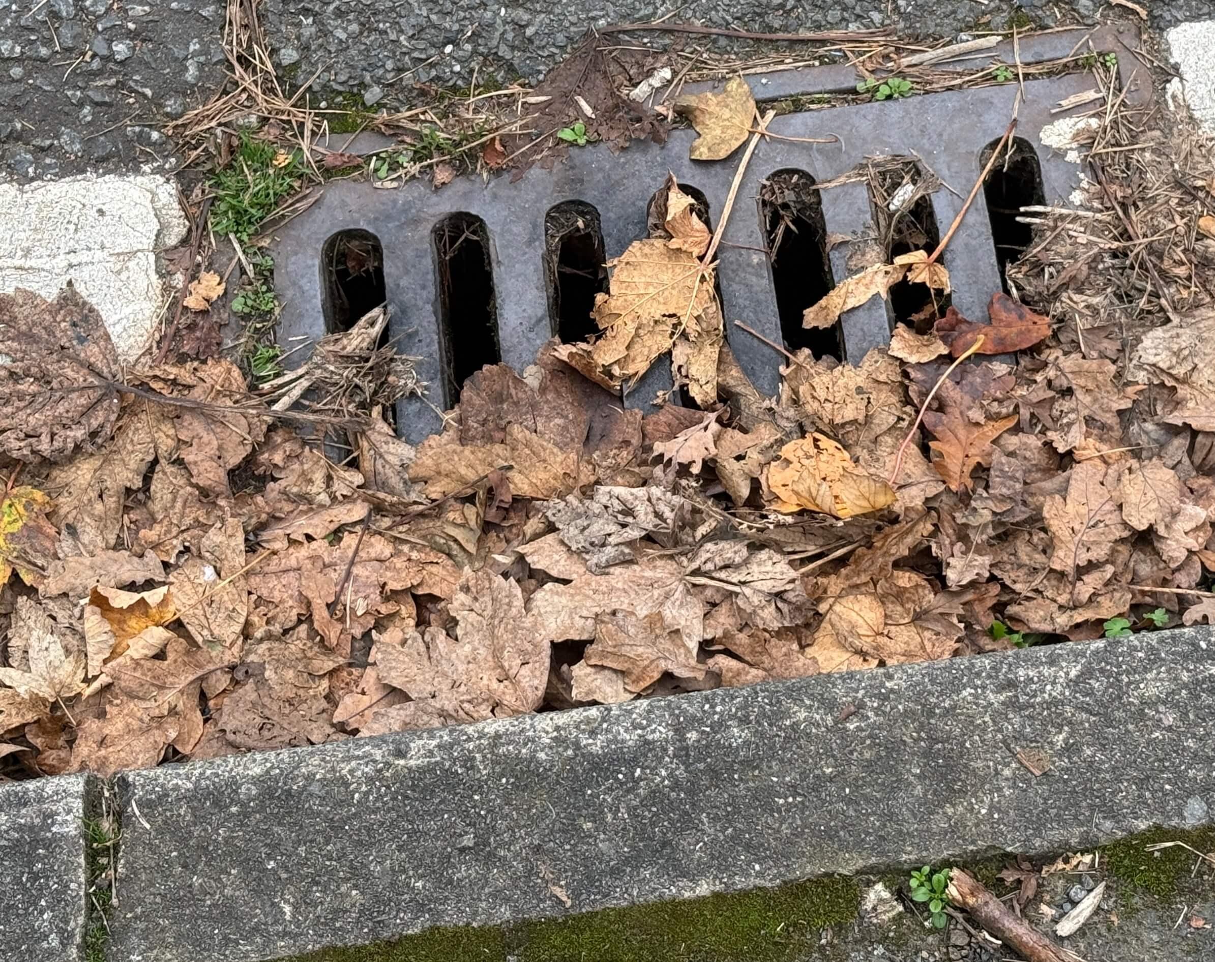 An image of a channel drain covered in leaves.