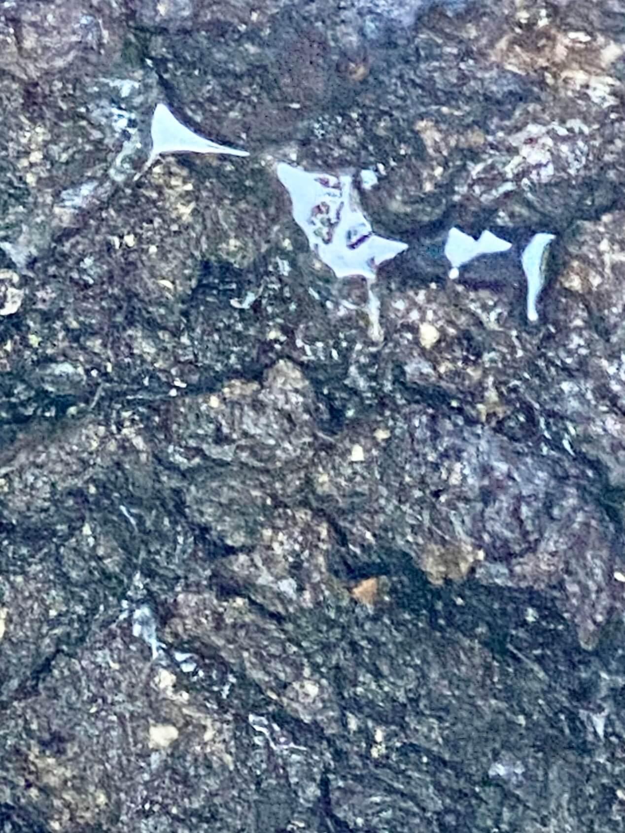 An image of the fat and solids forming a thick sludge around the Treatment Plant.